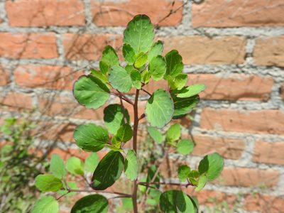 Porophyllum ruderale, photographed by Oscar Alejandro Morales Juárez