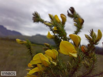 Aspalathus spicata, photographed by Chris Vynbos