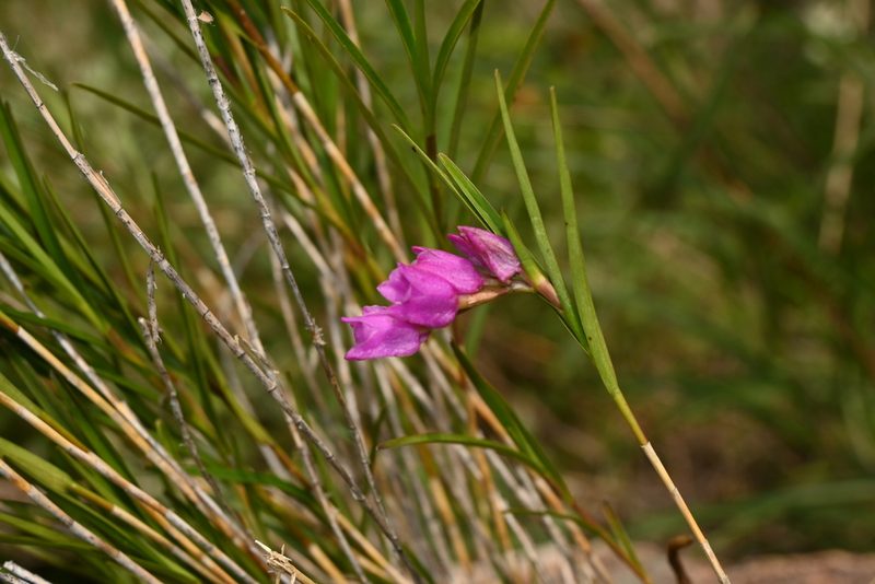 Isochilus bracteatus, photographed by Dante S. Figueroa