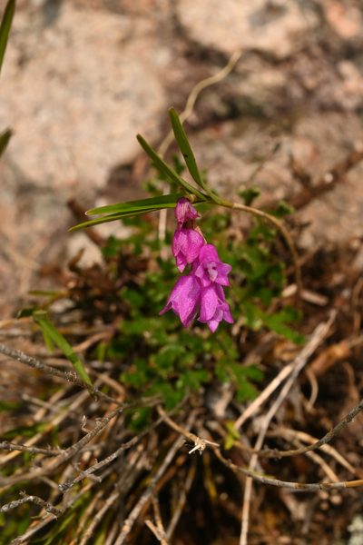Isochilus bracteatus, photographed by Dante S. Figueroa