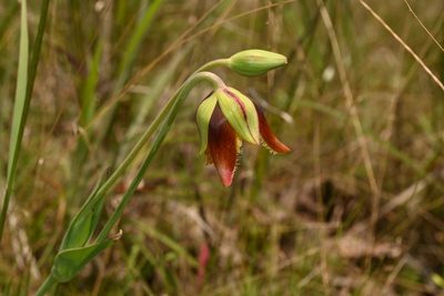 Calochortus purpureus, photographed by Dante S. Figueroa