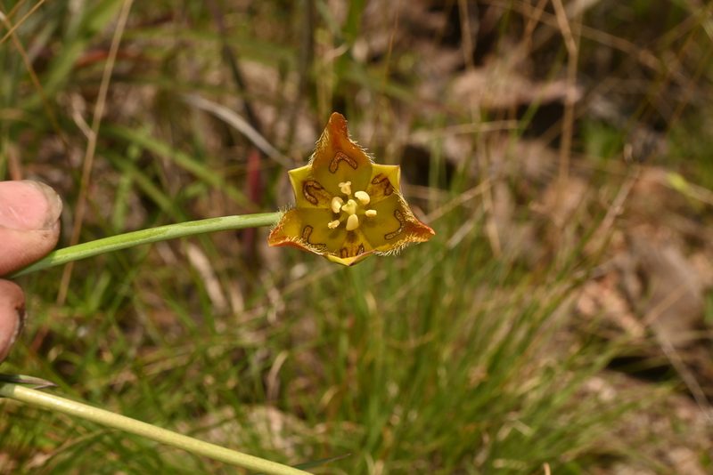Calochortus purpureus, photographed by Dante S. Figueroa