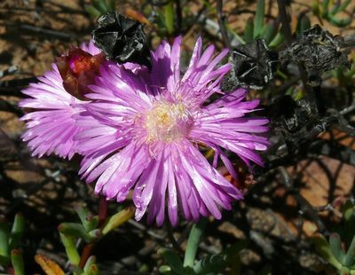 Ruschiella lunulata, photographed by Tony Rebelo