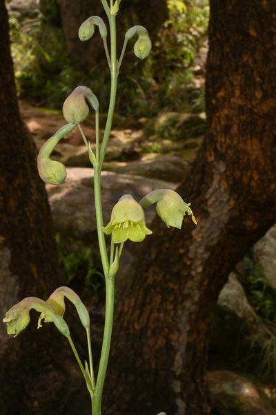 Agave bulliana, photographed by Dante S. Figueroa