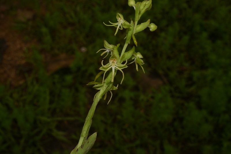Habenaria filifera, photographed by Dante S. Figueroa