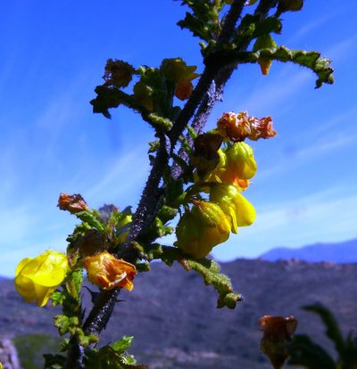Hermannia scabra, photographed by Tony Rebelo