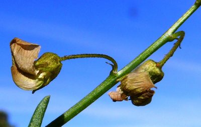Lessertia spinescens, photographed by Tony Rebelo