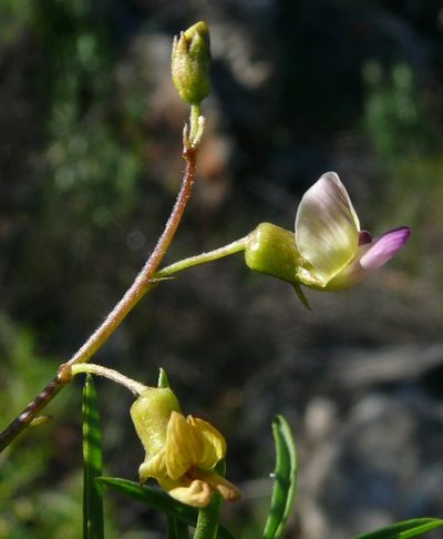Lessertia spinescens, photographed by Tony Rebelo