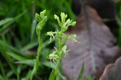 Habenaria filifera, photographed by Dante S. Figueroa