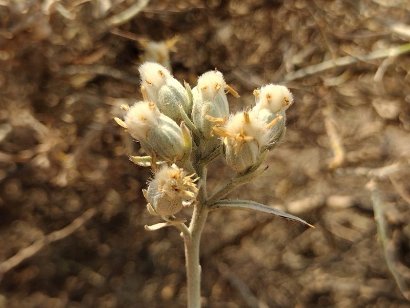 Tetradymia comosa, photographed by Daniel S.