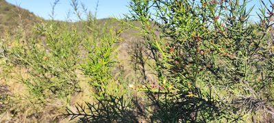 Colletia spinosissima, photographed by Federico Muñoz