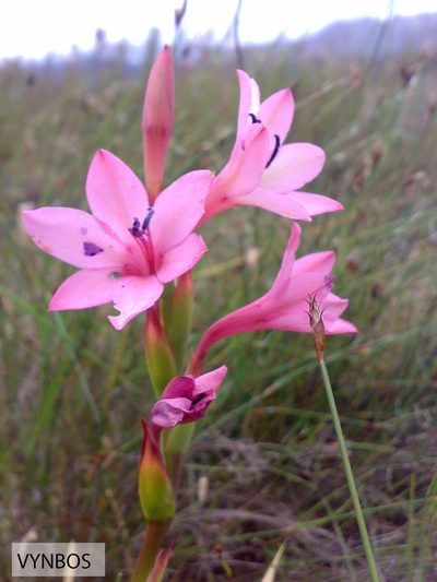 Watsonia humilis, photographed by Chris Vynbos