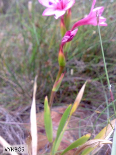 Watsonia humilis, photographed by Chris Vynbos