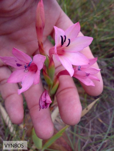 Watsonia humilis, photographed by Chris Vynbos