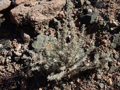 Artemisia mendozana, photographed by Guillermo Debandi