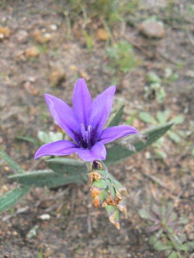 Babiana leipoldtii, photographed by Jacques van der Merwe