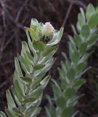 Leucospermum grandiflorum, photographed by Tony Rebelo
