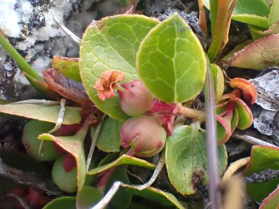 Gaultheria humifusa, photographed by Trevor Van Loon