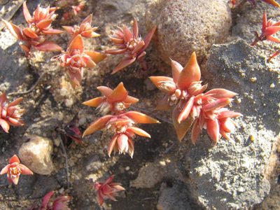 Crassula bergioides, photographed by douglaseustonbrown