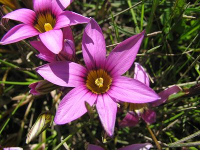 Romulea cruciata, photographed by douglaseustonbrown