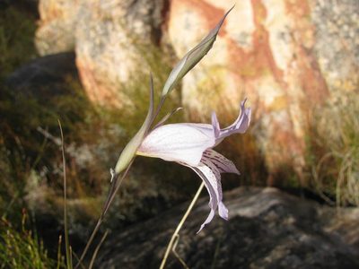 Gladiolus violaceolineatus, photographed by douglaseustonbrown