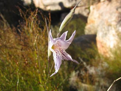 Gladiolus violaceolineatus, photographed by douglaseustonbrown