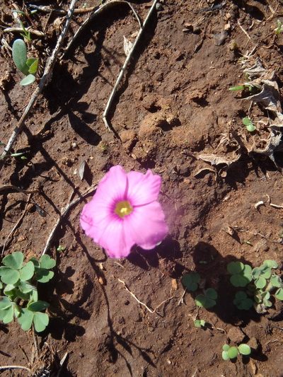 Oxalis psilopoda, photographed by Nicola van Berkel