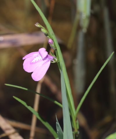 Dianthera angusta, photographed by Seth Wollney