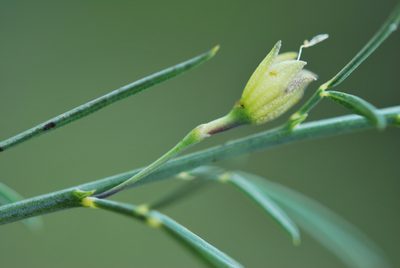 Psoralea oligophylla, photographed by Charles Stirton