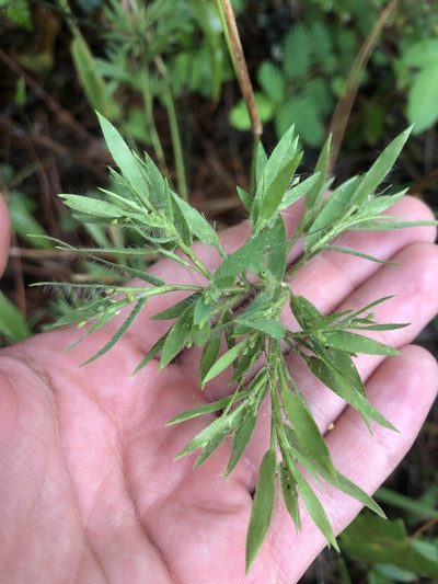 Dichanthelium acuminatum, photographed by Joseph Hubbard