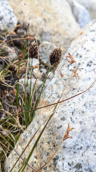 Carex engelmannii, photographed by Trevor Van Loon
