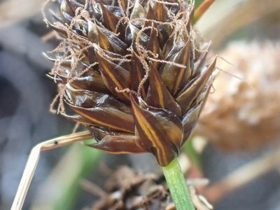 Carex engelmannii, photographed by Trevor Van Loon