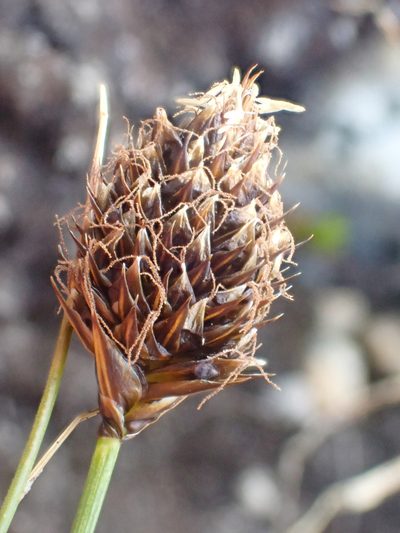 Carex engelmannii, photographed by Trevor Van Loon