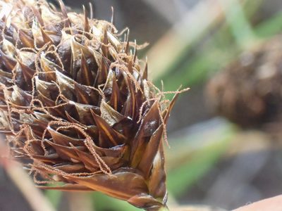 Carex engelmannii, photographed by Trevor Van Loon