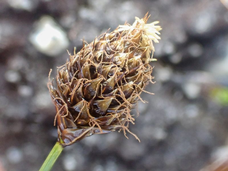Carex engelmannii, photographed by Trevor Van Loon