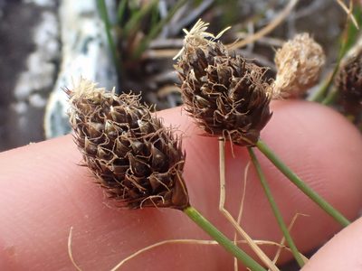 Carex engelmannii, photographed by Trevor Van Loon