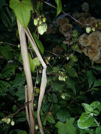 Ceratiosicyos laevis, photographed by Nicola van Berkel