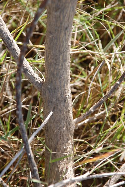 Aspalathus arenaria, photographed by Charles Stirton