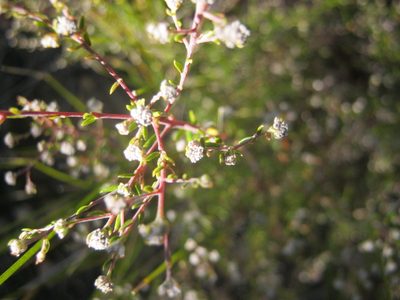 Phylica brachycephala, photographed by Di Turner