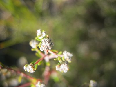 Phylica brachycephala, photographed by Di Turner
