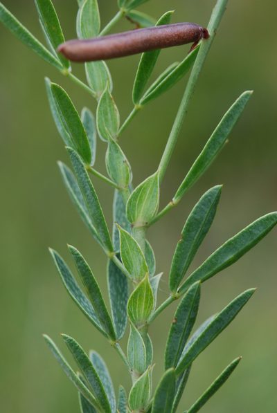 Indigofera monostachya, photographed by Charles Stirton