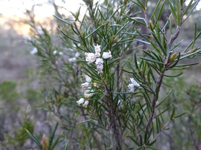 Lissanthe strigosa, photographed by Gary Williams