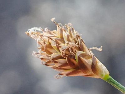 Carex nardina, photographed by Trevor Van Loon