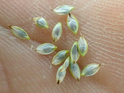Carex nardina