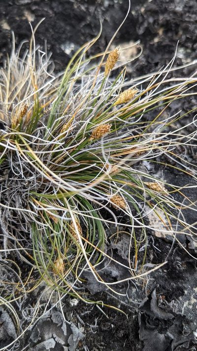 Carex nardina, photographed by Trevor Van Loon