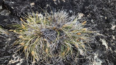 Carex nardina, photographed by Trevor Van Loon