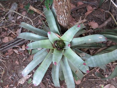 Neoregelia cruenta, photographed by Victor Farjalla Pontes