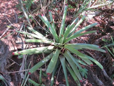Neoregelia cruenta, photographed by Victor Farjalla Pontes