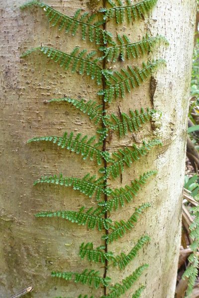 Teratophyllum articulatum, photographed by coenobita
