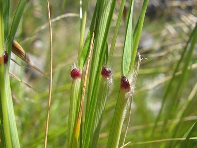 Pentameris thuarii, photographed by douglaseustonbrown